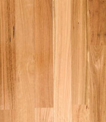 blackbutt