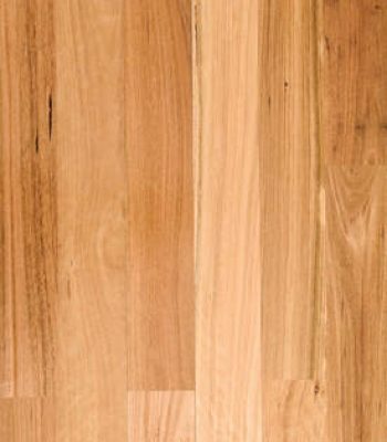 blackbutt_1