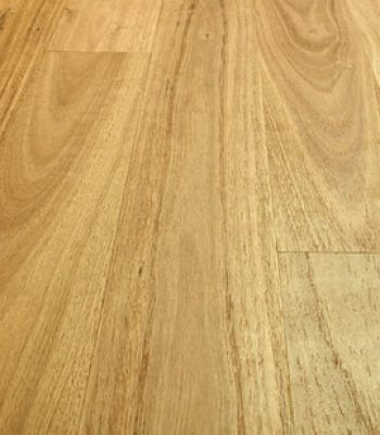 blackbutt_6