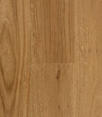 coastal-blackbutt_orig
