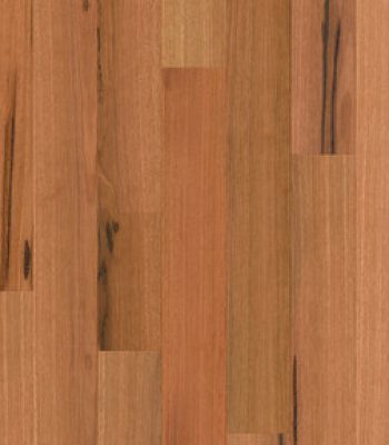 com3859-spottedgum