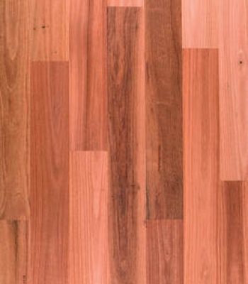 sydneybluegum